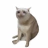 Cash Cat logo