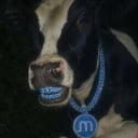 Memory cow Moo